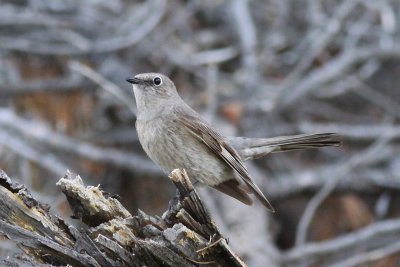 Townsend's Solitaire