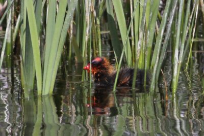 American Coot chick