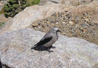 Clark's Nutcracker