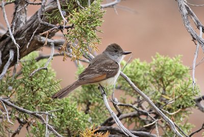 Ash-throated Flycatcher