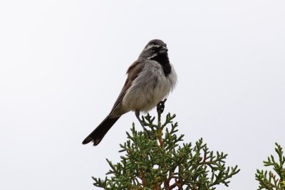 Black-throated Sparrow