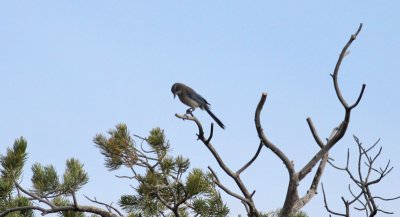 Western Scrub-Jay