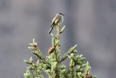 Hammond's Flycatcher