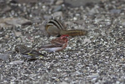 Cassin's Finch & Pine Siskin