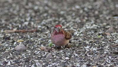 Cassin's Finch