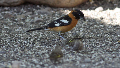 Black-headed Grosbeak & Pine Siskins