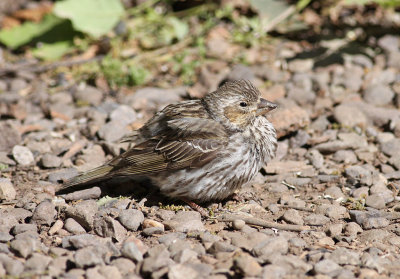 Cassin's Finch