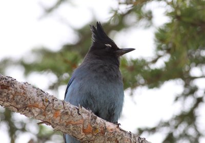 Steller's Jay