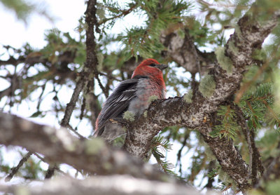 Pine Grosbeak