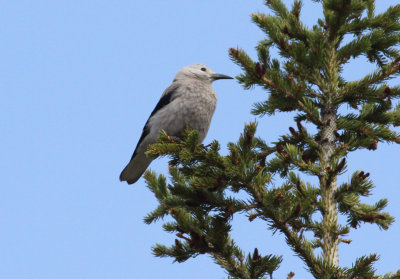 Clark's Nutcracker