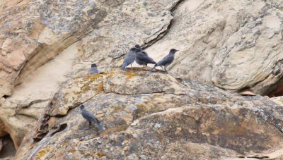 Pinyon Jays