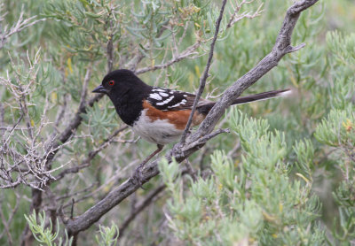 Spotted Towhee