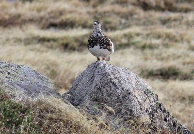 White-tailed Ptarmigan