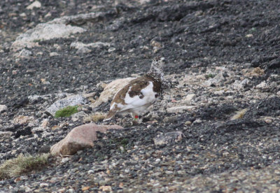 White-tailed Ptarmigan