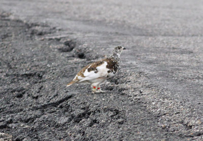 White-tailed Ptarmigan