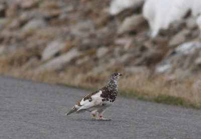 White-tailed Ptarmigan