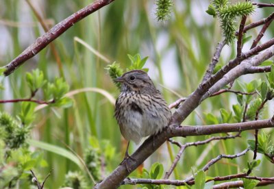 Lincoln's Sparrow