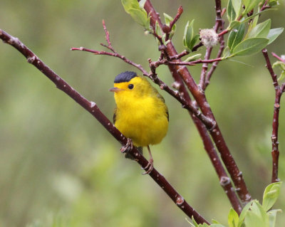 Wilson's Warbler