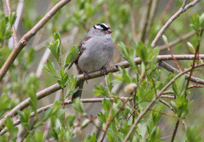 White-crowned Sparrow