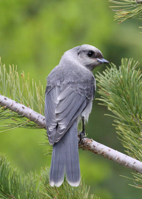 Gray Jay