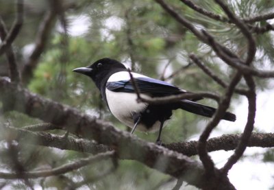 Black-billed Magpie