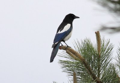 Black-billed Magpie