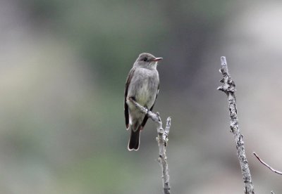Western Wood-Pewee