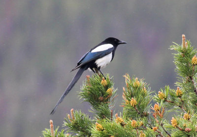 Black-billed Magpie