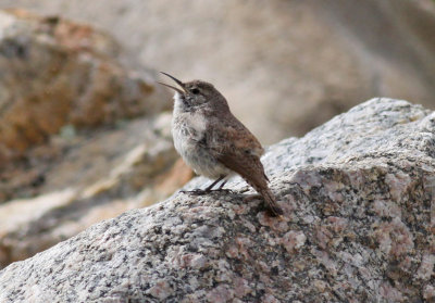 Rock Wren