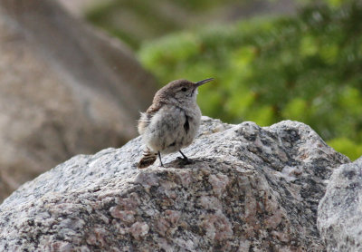 Rock Wren