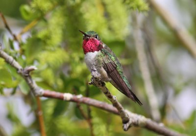 Broad-tailed Hummingbird