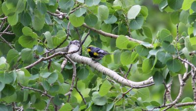 Yellow-rumped (Audubon's) Warbler
