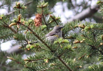 Yellow-rumped (Audubon's) Warbler