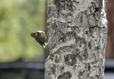 Williamson's Sapsucker