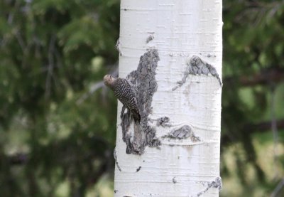 Williamson's Sapsucker