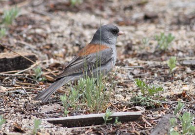  Dark-eyed (Gray-headed) Junco