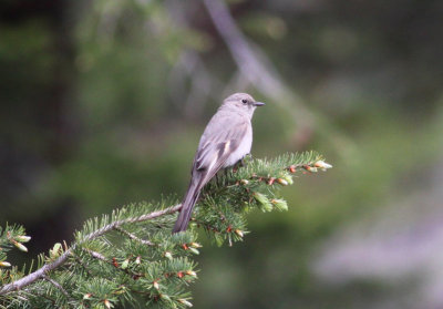 Townsend's Solitaire