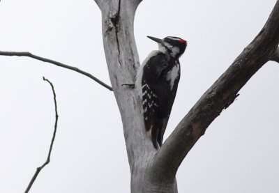 Hairy Woodpecker