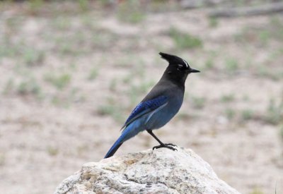 Steller's Jay