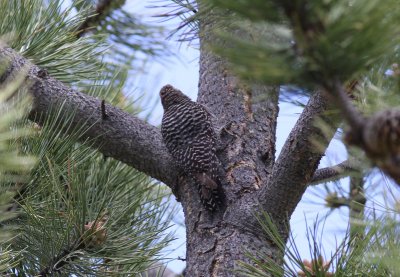 Williamson's Sapsucker