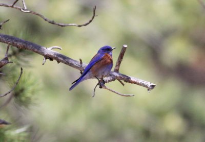 Western Bluebird