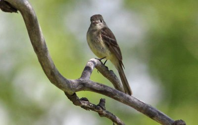 Dusky Flycatcher