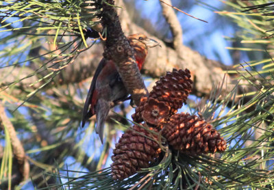 Red Crossbill