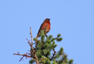 Red Crossbill