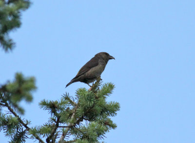 Red Crossbill