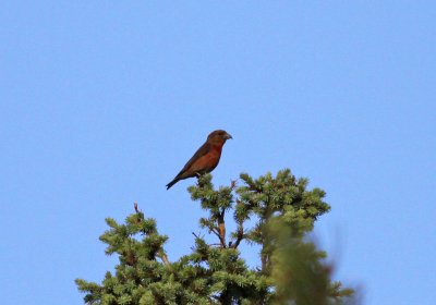Red Crossbill