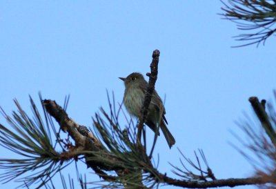 Cordilleran Flycatcher