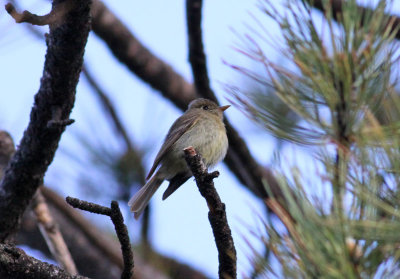 Cordilleran Flycatcher