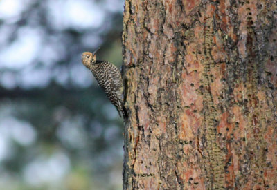 Williamson's Sapsucker