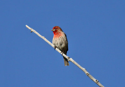 House Finch